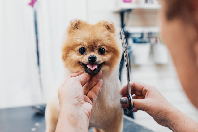 BASIC DOG GROOMING TIPS FOR GROOMING YOU DOG AT HOME